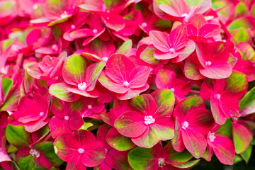 red hortensia flowers