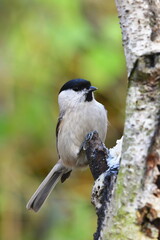 Parus palustris marsh tit in czech nature