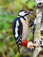 spotted woodpecker bird looking in wood for some larvas
