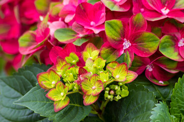 red hortensia flowers