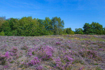 Fototapeta na wymiar Heathland in National Park Maasduinen in the Netherlands
