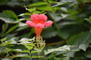 red rose in the garden