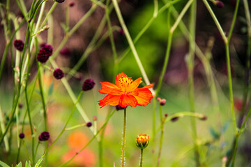 red poppy flower