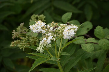white flowers in the forest