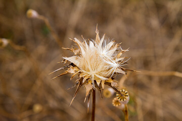 Thistle plant in a field after blooming