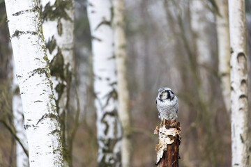 Portrait of alone young northern hawk owl (Surnia ulula) in birch forest. The owl is sitting on the tree branch.