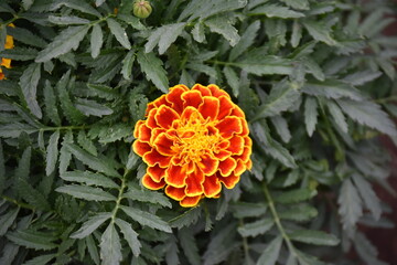 orange flowers in the garden