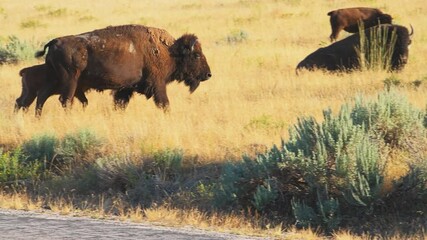 Antelope Island in Utah, USA with bison family with calves calf herd crossing road panning walking in state park near Great Salt Lake City 