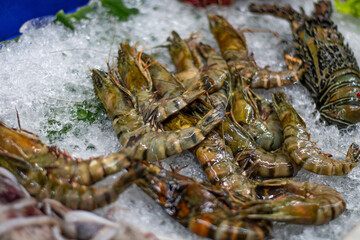 Raw Seafood prawn preserved in a water bucket for customers in a fancy restaurant during the vacation in Bali