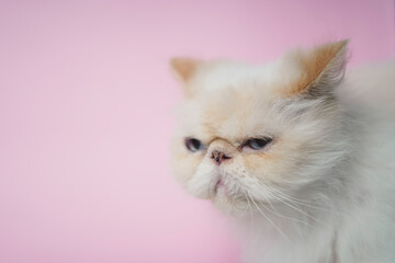 Himalayan Cat Cream Point on pink background