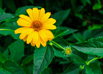 Beautiful yellow doronicum on a green bush. Floral concept