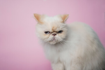 Himalayan Cat Cream Point on pink background