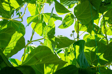 Close up of green leaves on blue sky background