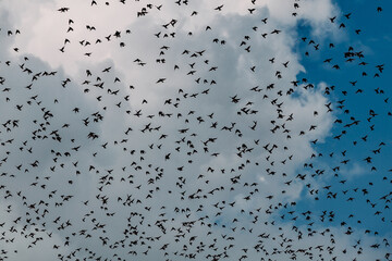 Flying flock of birds on cloudy blue sky background