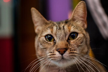 Algunas fotos de gatos mios y de mi familia