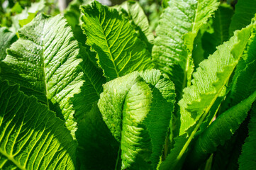 Green large plant leaves close up