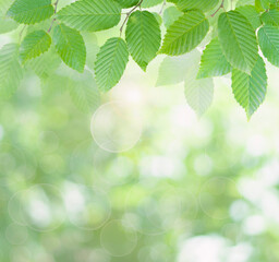 green leaves on the nature blurred background