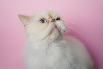 Fototapeta premium Himalayan Cat Cream Point on pink background