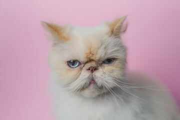 Fototapeta premium Himalayan Cat Cream Point on pink background