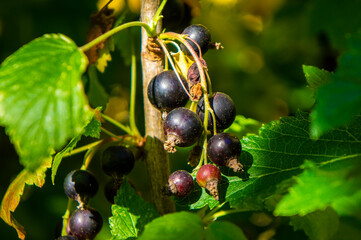 Black currant big berries on bushes close up