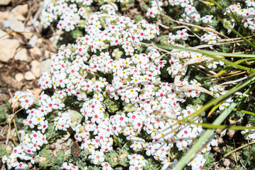 white bushy flower