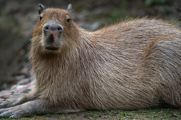 Capybara or Carpincho (Hydrochoerus hydrochaeris)