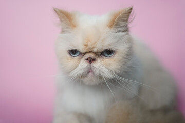 Himalayan Cat Cream Point on pink background