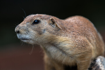 Portrait of a Black-tailed Prairie Dog (Cynomys ludovicianus)
