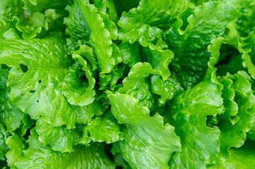 Fresh green healthy salad, close-up.  Leaves background