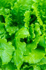 Fresh green healthy salad, close-up.  Leaves background