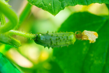 Small green cucumber gherkin growing on a branch