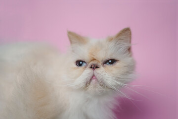 Fototapeta premium Himalayan Cat Cream Point on pink background