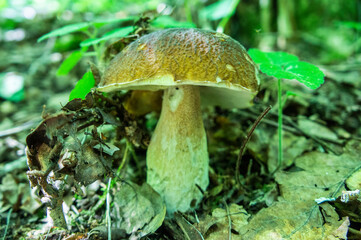 Boletus edible mushroom growing up in the forest