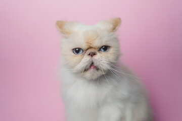 Himalayan Cat Cream Point on pink background