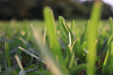 grass in the grass
