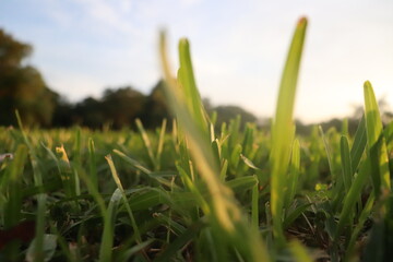 green grass and sun