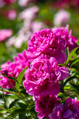 Blooming peonies close-up on the background of a blooming field