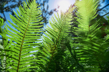 Fern in the forest against the blue sky. Flower plants outdoors. Beautiful background green and blue-green color.