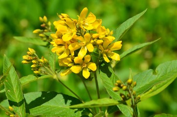 Kleine gelbe Blumen wachsen wild im Wald