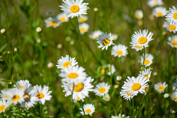 Blooming daisies on a blurred green grass background