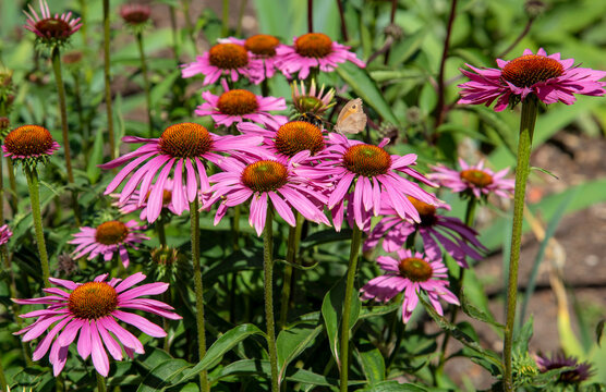 Hampshire, England, UK,. 2020.   Echinacea Purpurea 'Magnus' in bloom in a mixed bedding plant border, England UK.
