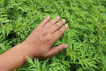 hands on green plants 