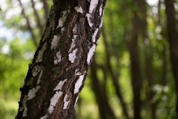 tree trunk in the forest