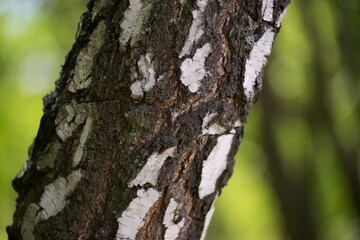 Obraz premium tree texture