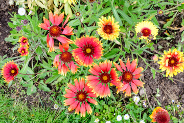 Many vivid red and yellow Gaillardia flowers, common name blanket flower, and blurred green leaves in soft focus, in a garden in a sunny summer day, beautiful outdoor floral background.