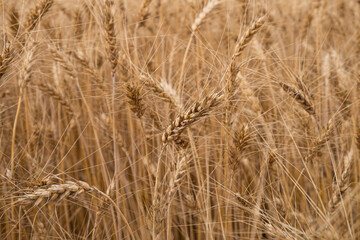 golden wheat field close up ,ears of grain background