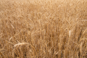 golden wheat field ,ears of grain background