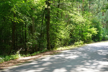 Sonnige Landstraße mit Wald in Brandenburg