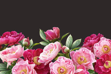 Fototapeta na wymiar Floral banner, header with copy space. Pink peonies isolated on dark background. Natural flowers wallpaper or greeting card.