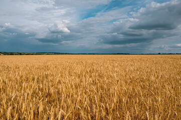 golden wheat field in cloudy weather